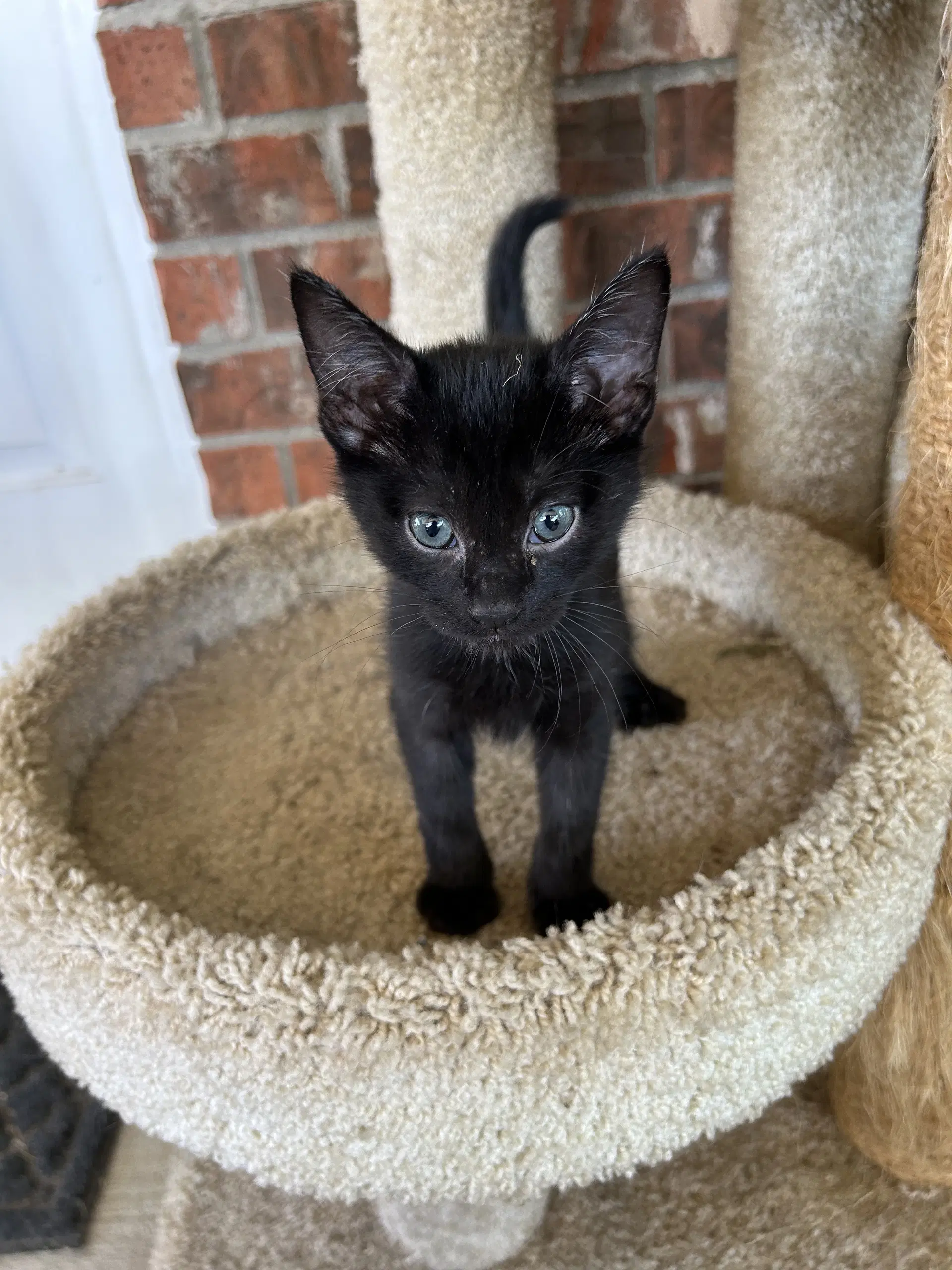 Yogi - Domestic Short Hair