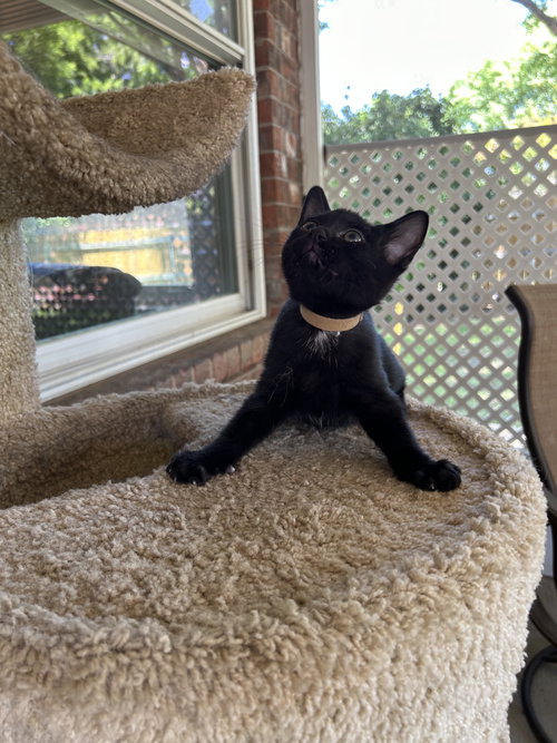 Teddy Bear, an adoptable Domestic Short Hair in Fort Worth, TX