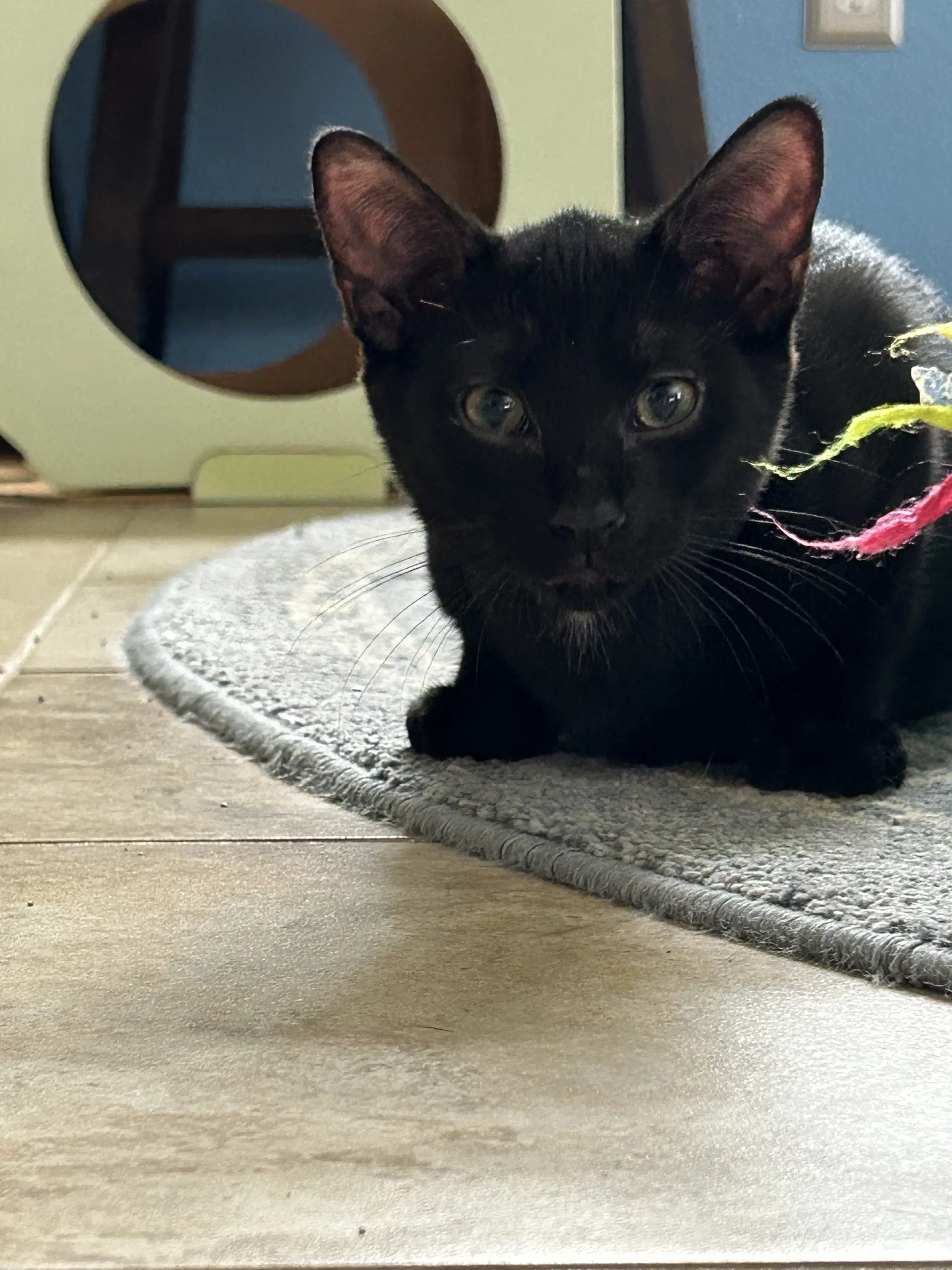 Teddy Bear - Domestic Short Hair