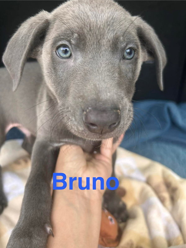 Bruno Song