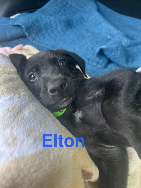 Elton Song