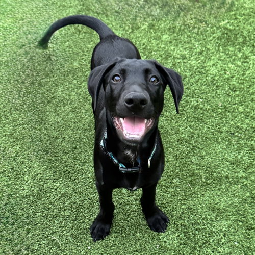 Elton Song, an adoptable Labrador Retriever in Fort Worth, TX