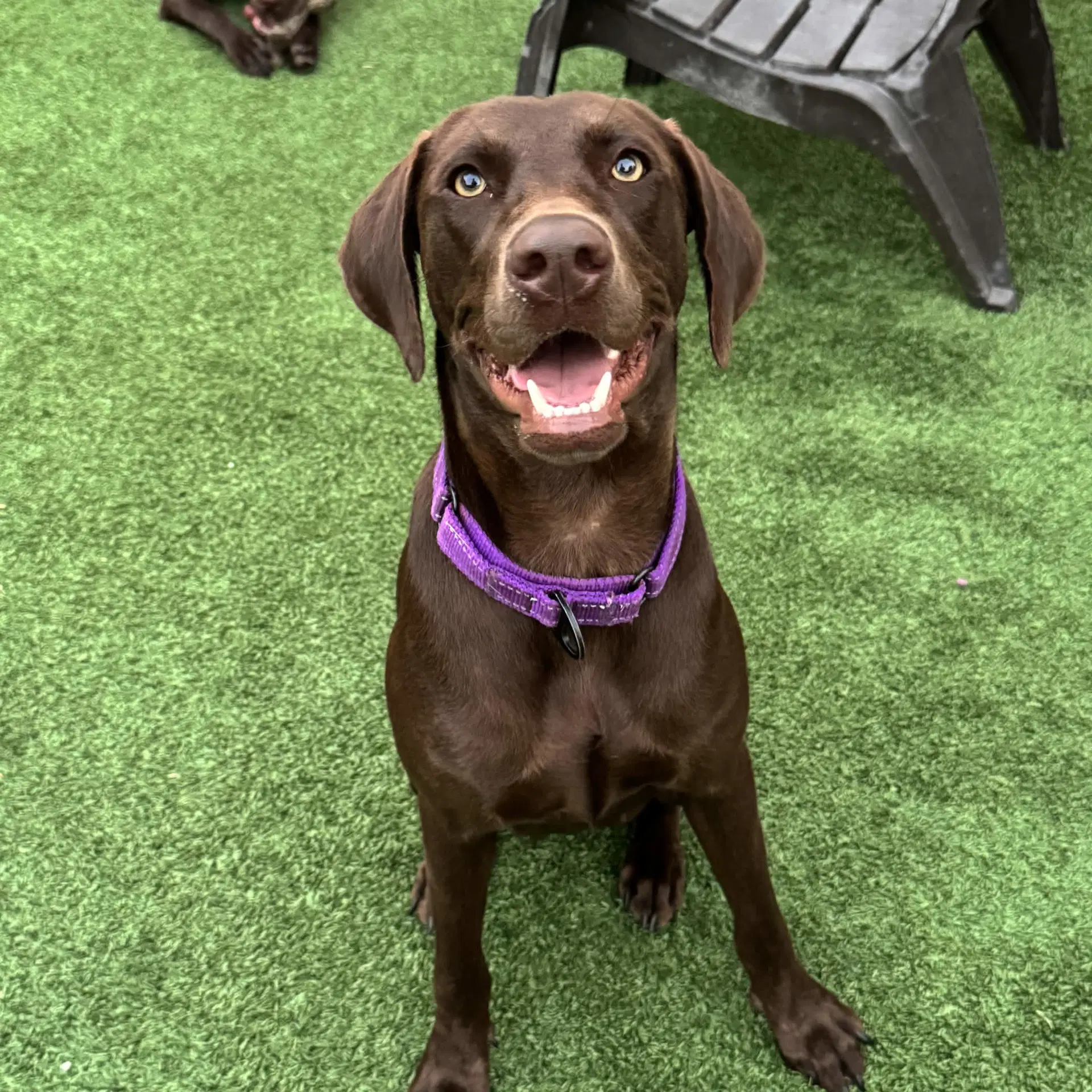 Delilah Song - Labrador Retriever