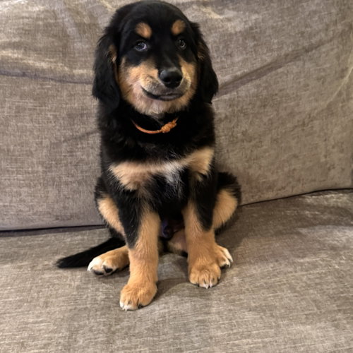Polo Lux