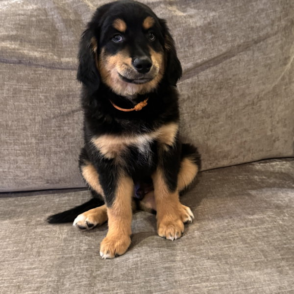 Polo Lux