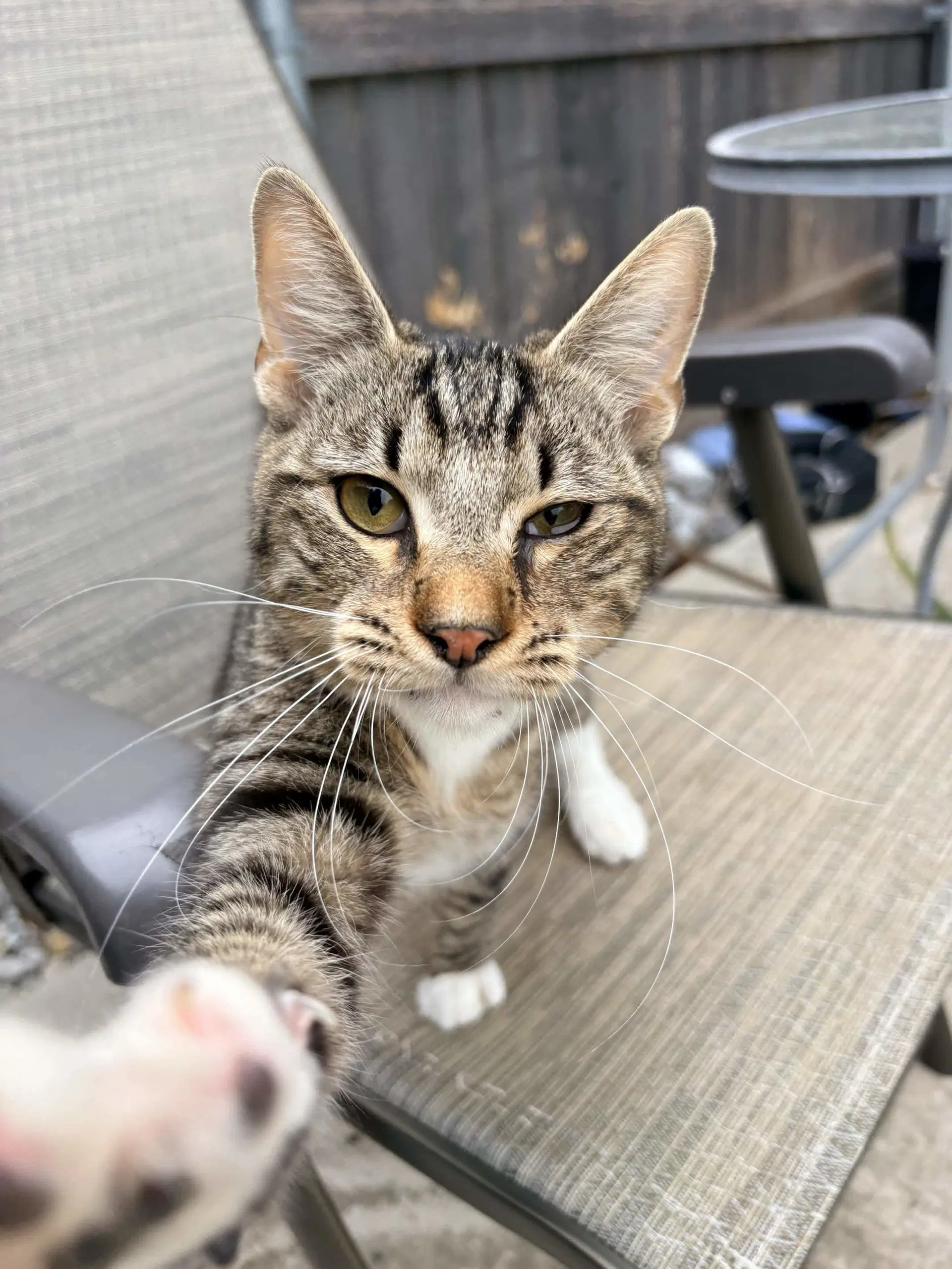 Jules - Domestic Short Hair