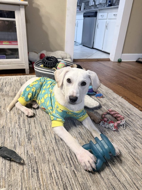 Stevie, an adoptable Labrador Retriever in Fort Worth, TX