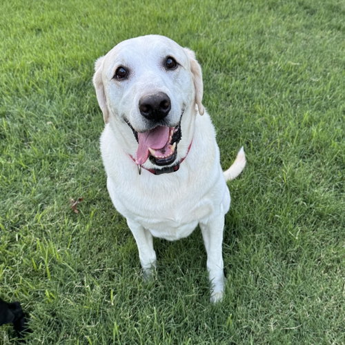 King Jacob, an adoptable Labrador Retriever in Fort Worth, TX