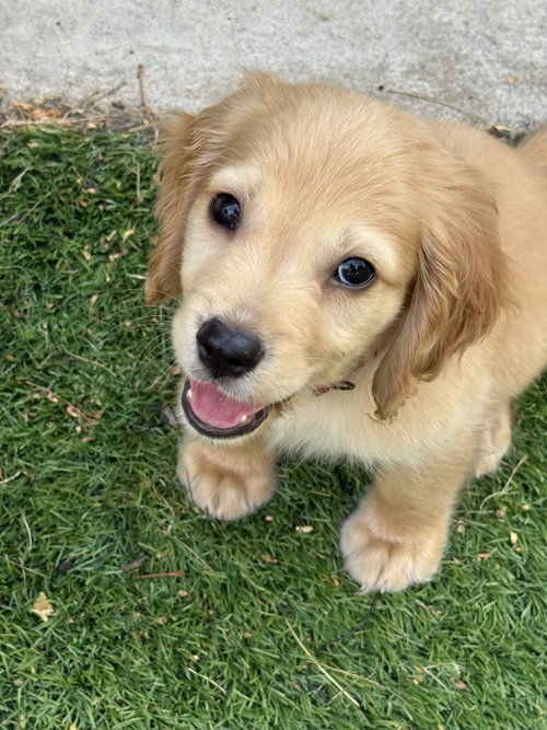 Queso