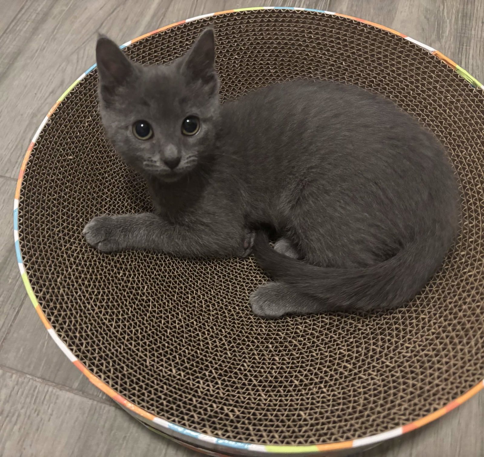 Mimi, Domestic Short Hair