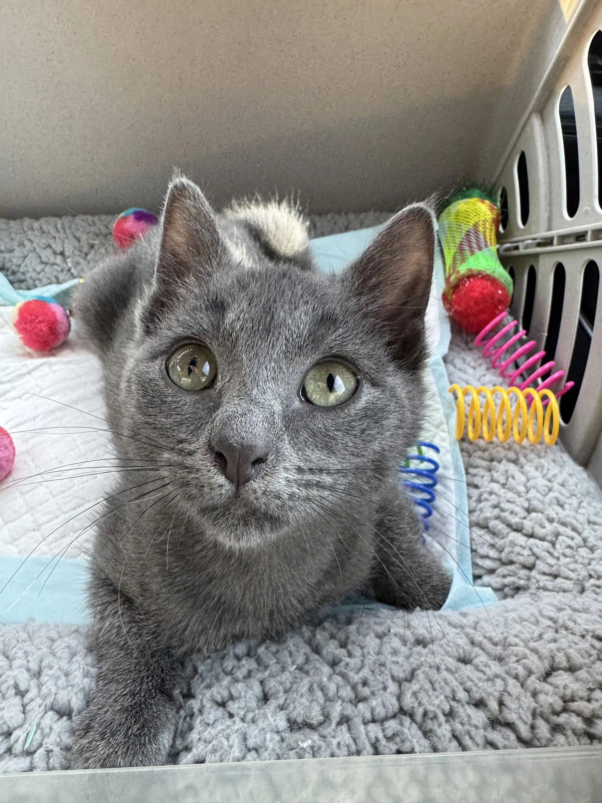 Mimi image 2