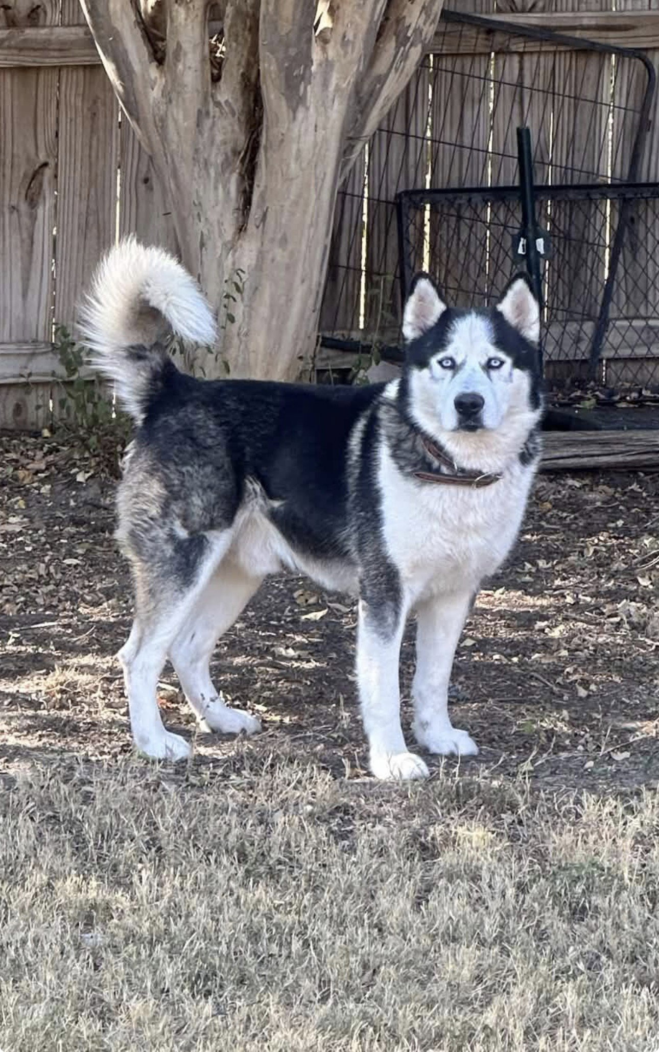 Odin, Alaskan Malamute