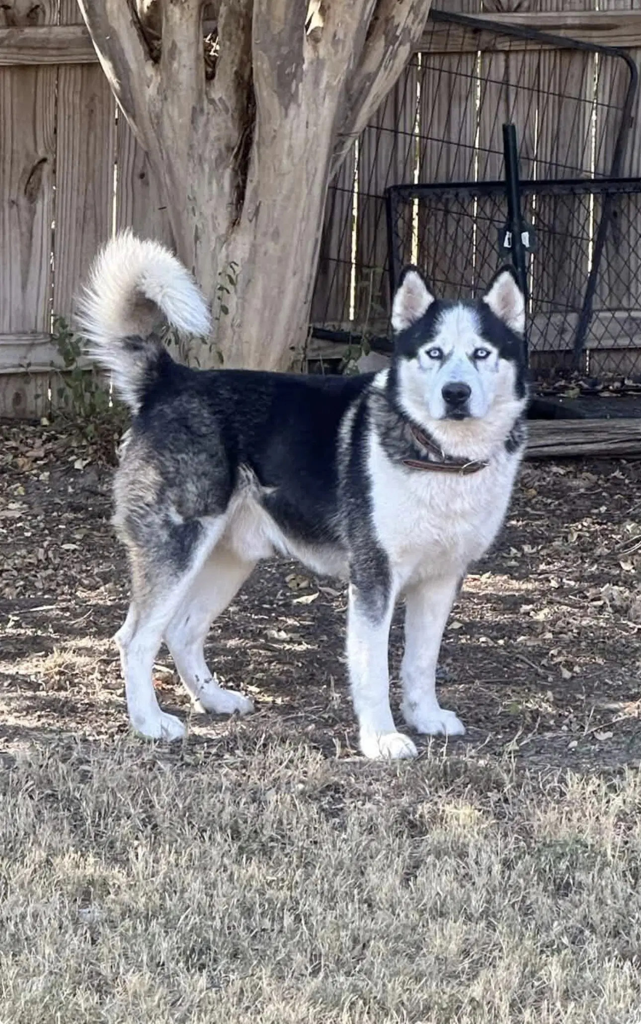 Odin - Alaskan Malamute