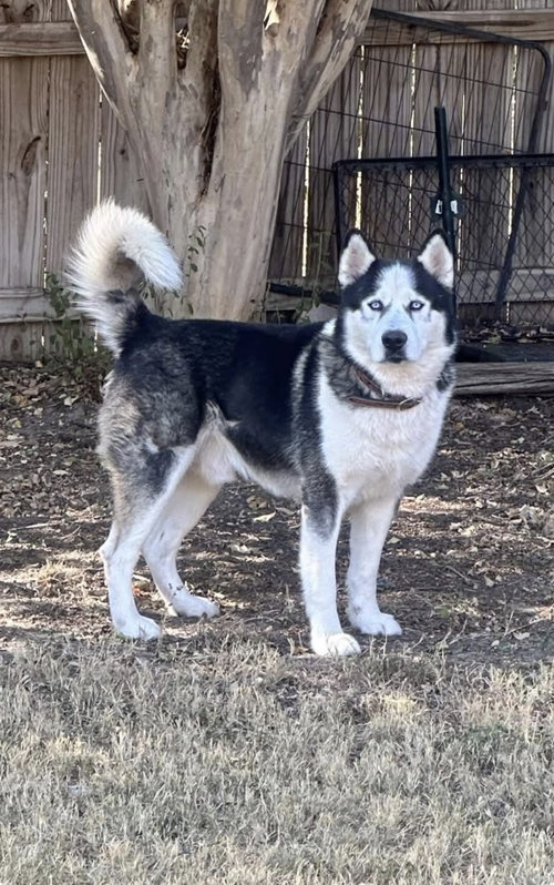 Odin