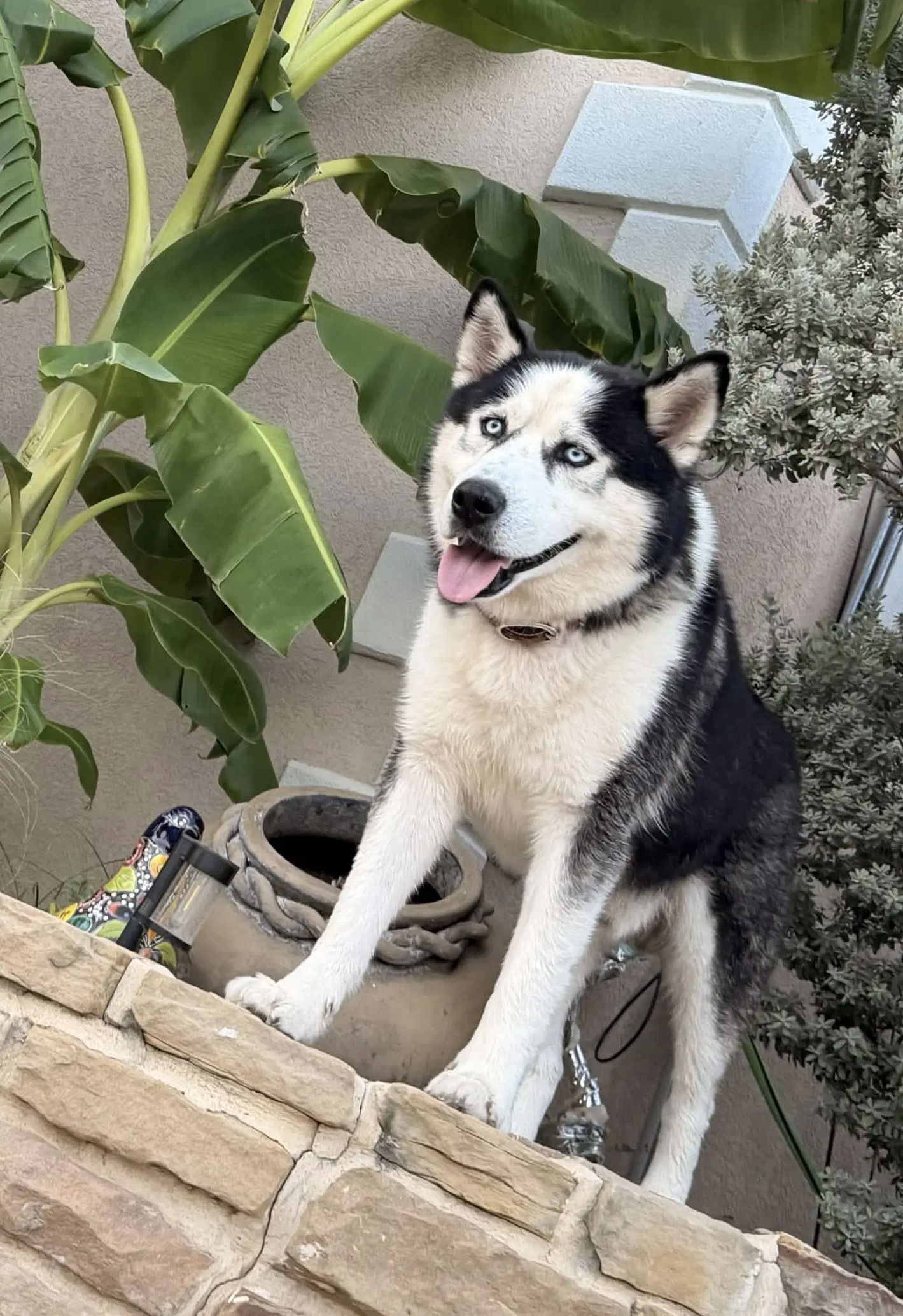 Odin image 2