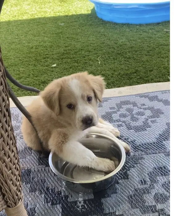 Bonnie - Great Pyrenees