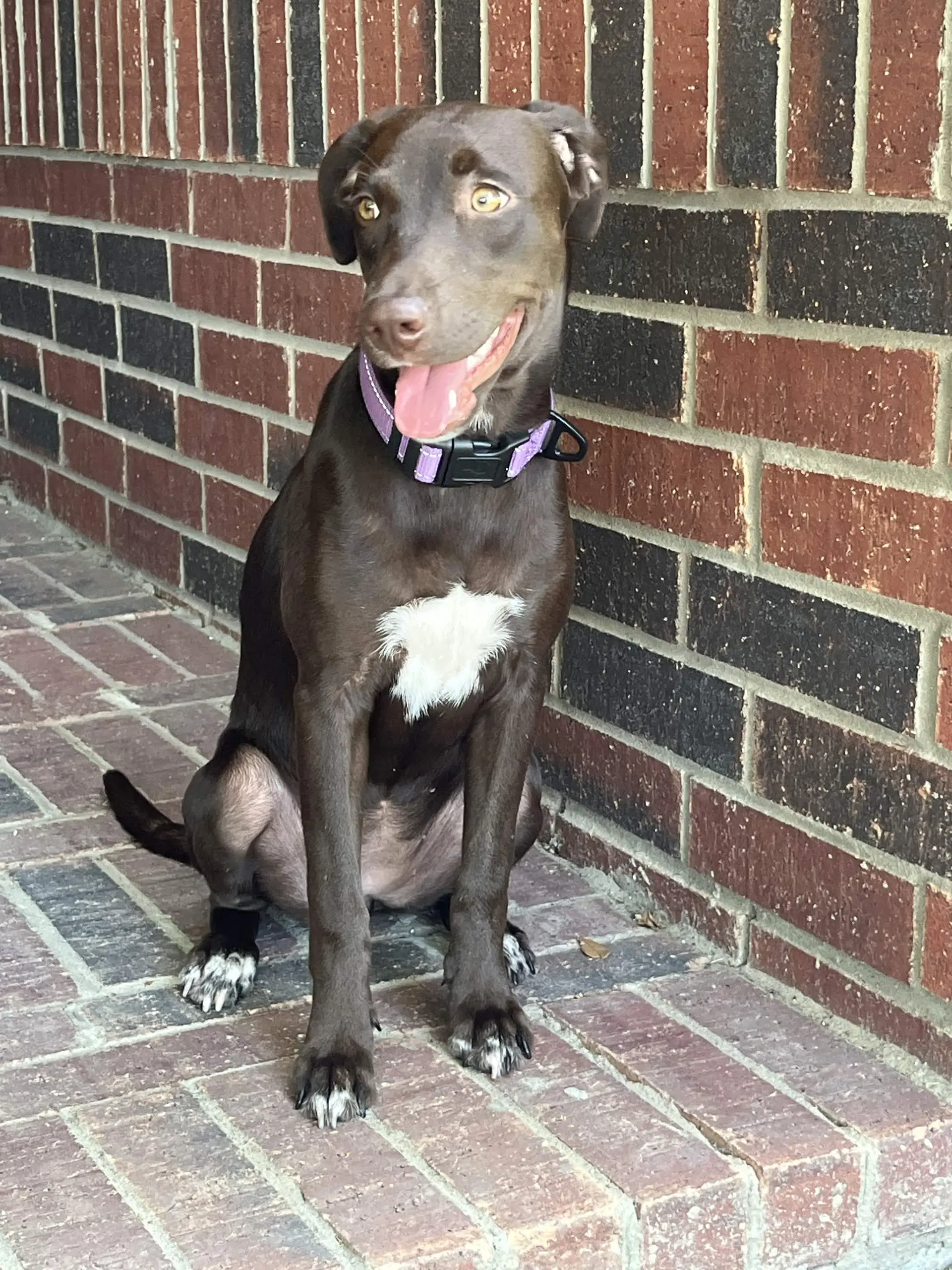 Savannah - Labrador Retriever