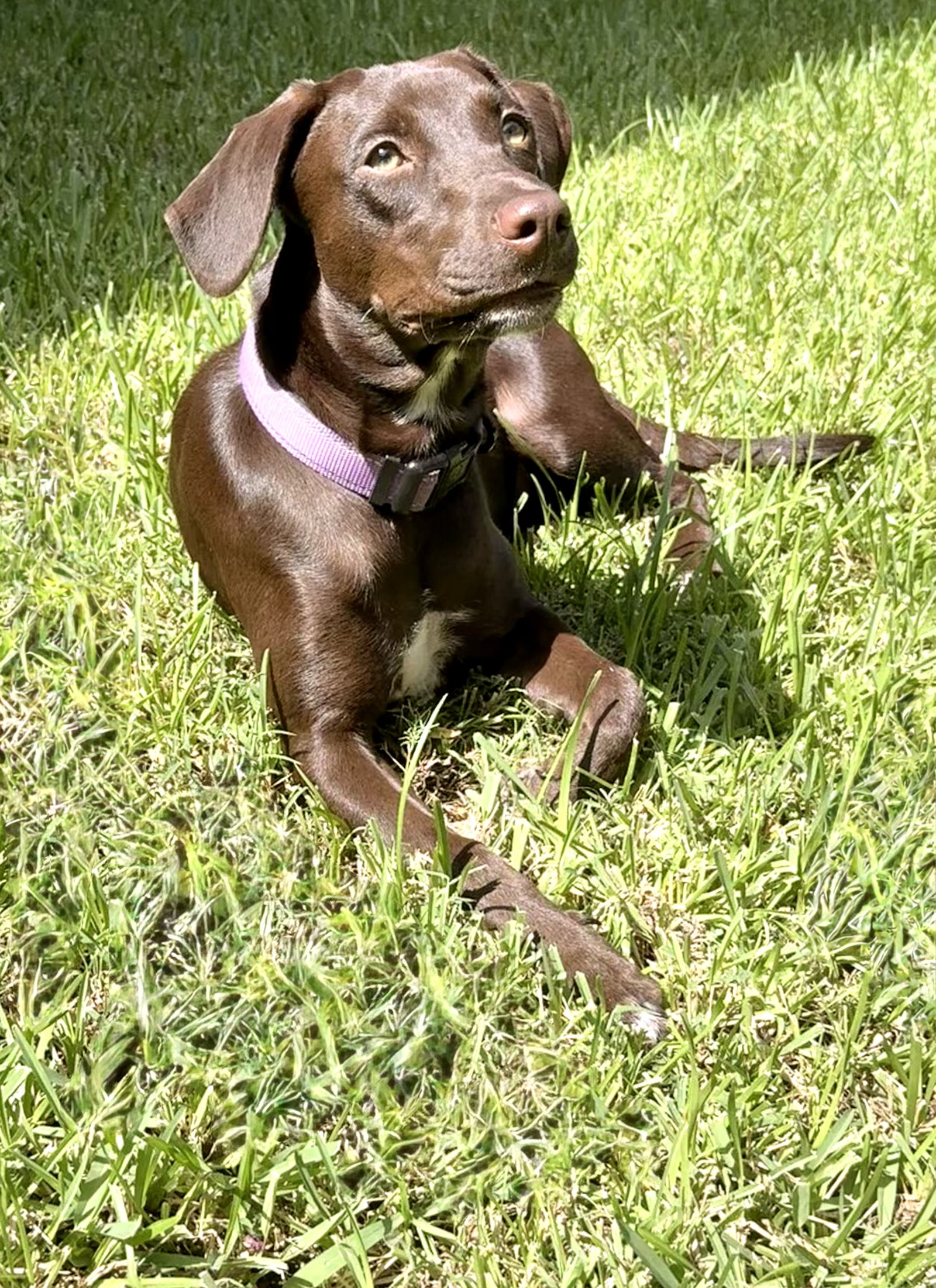Savannah, Labrador Retriever