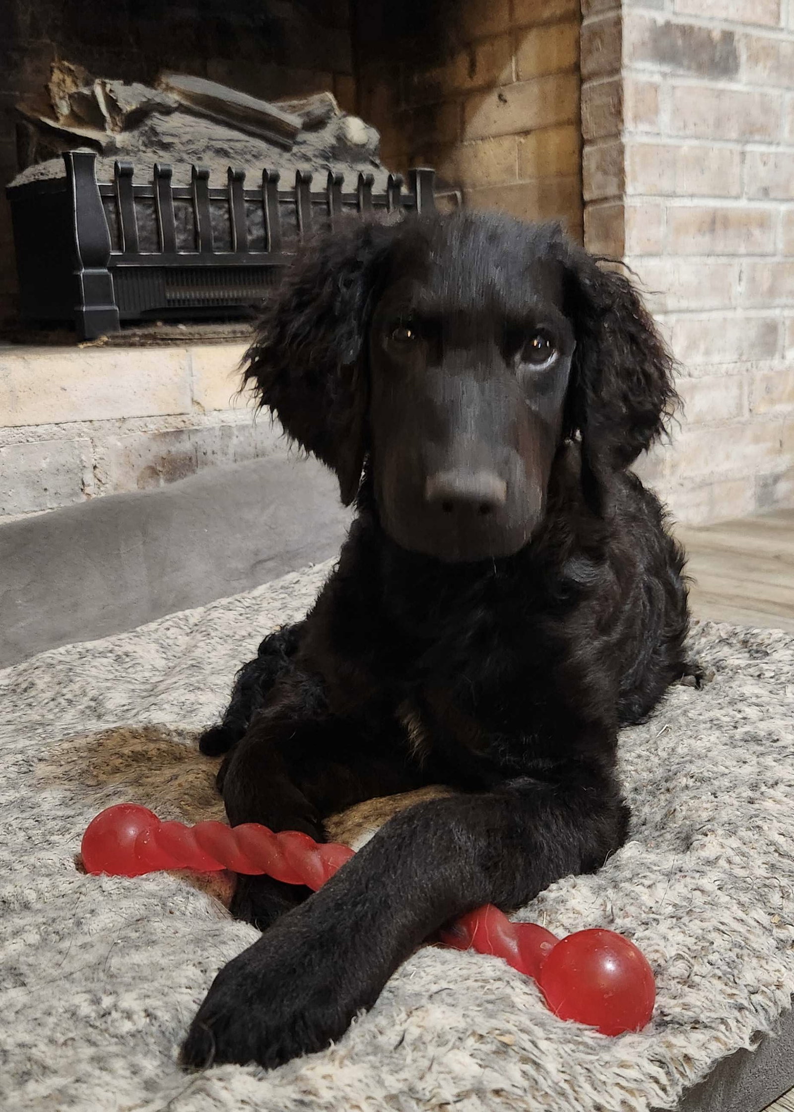 Addie, Poodle (Standard)