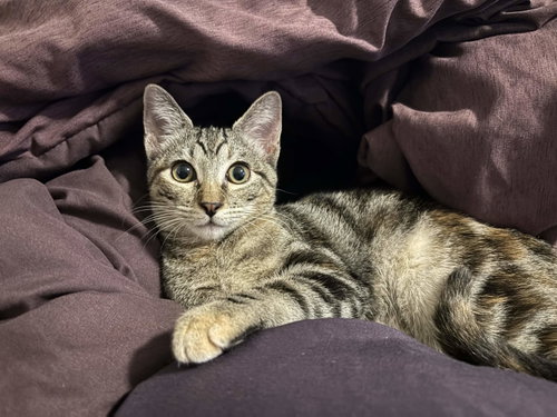 Bobbi, a cat for adoption from Allie's Haven Animal Rescue