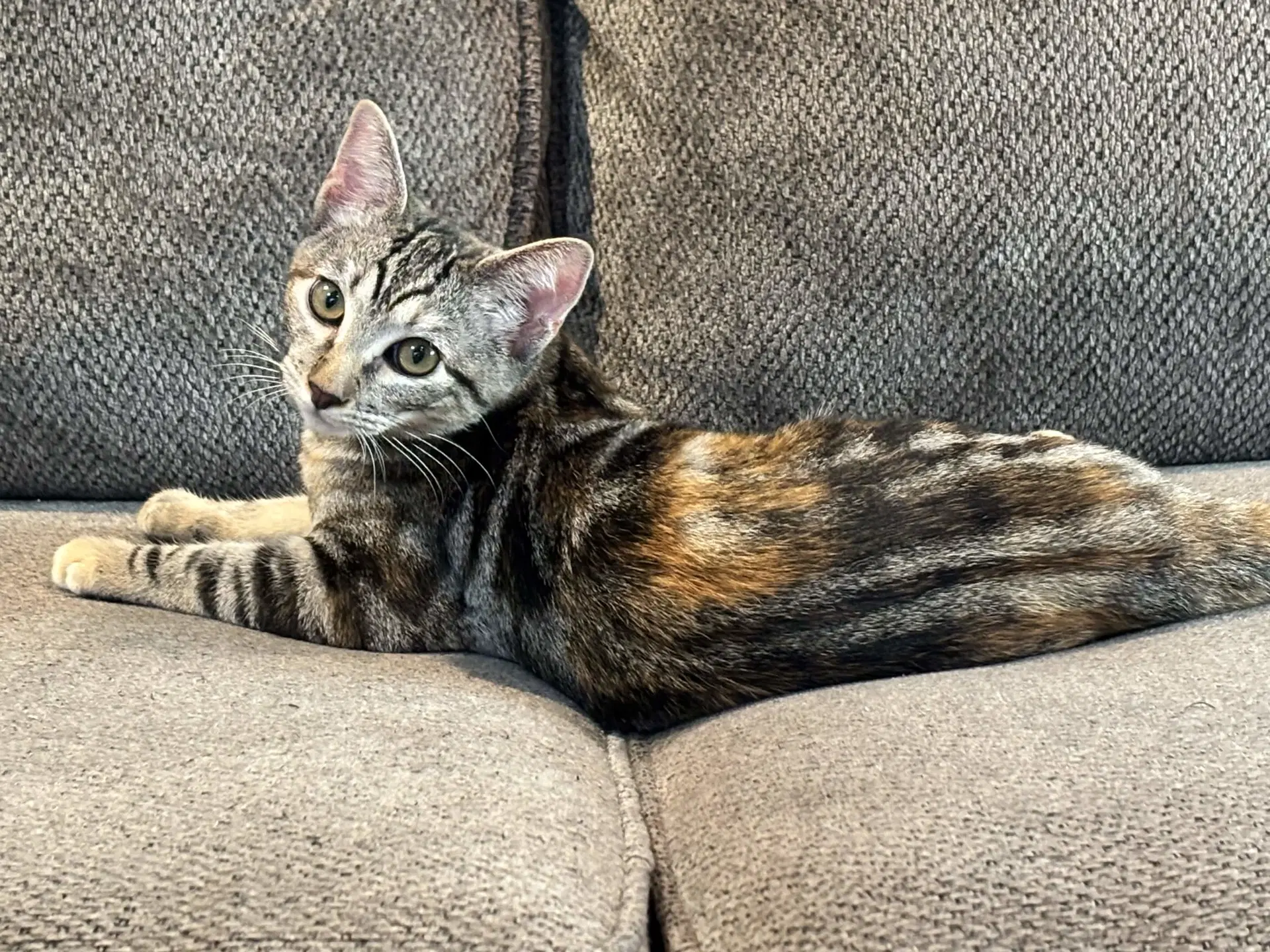 Bobbi - Torbie