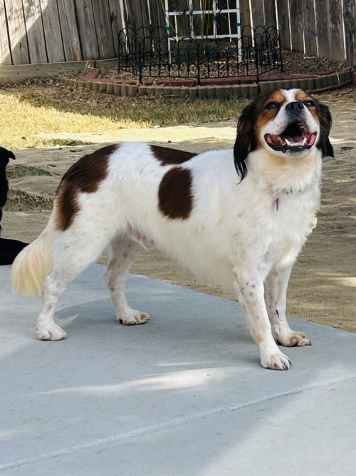 Wilbur, a dog for adoption from Allie's Haven Animal Rescue