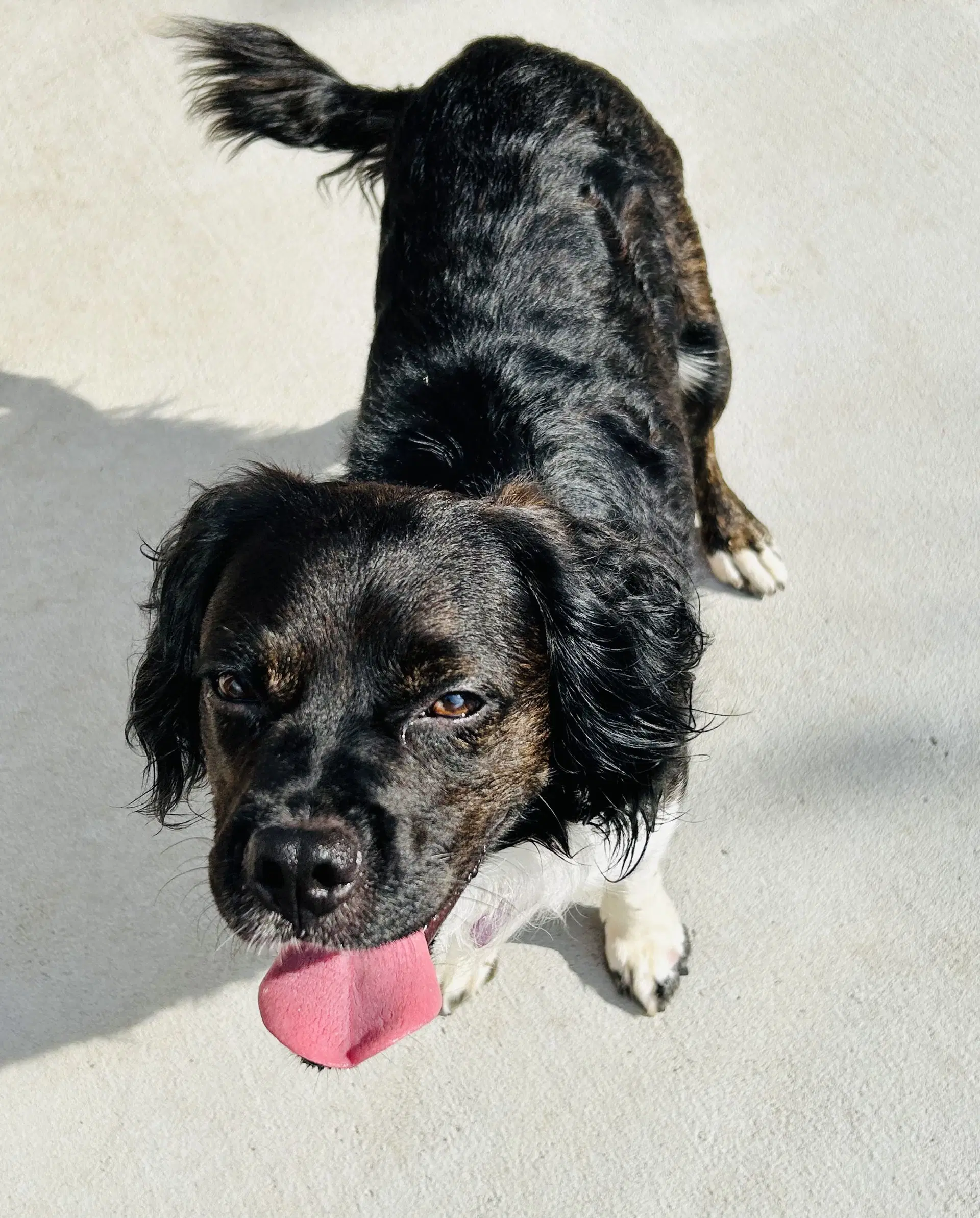 Orville - Cocker Spaniel