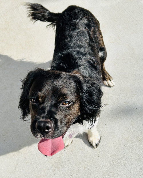 Orville, a dog for adoption from Allie's Haven Animal Rescue