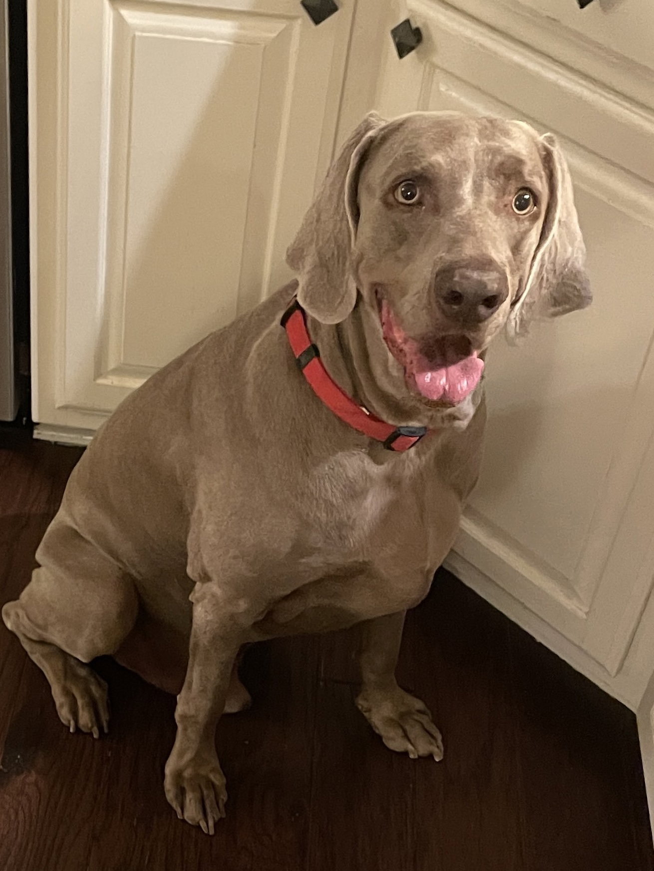 Boomer, Weimaraner