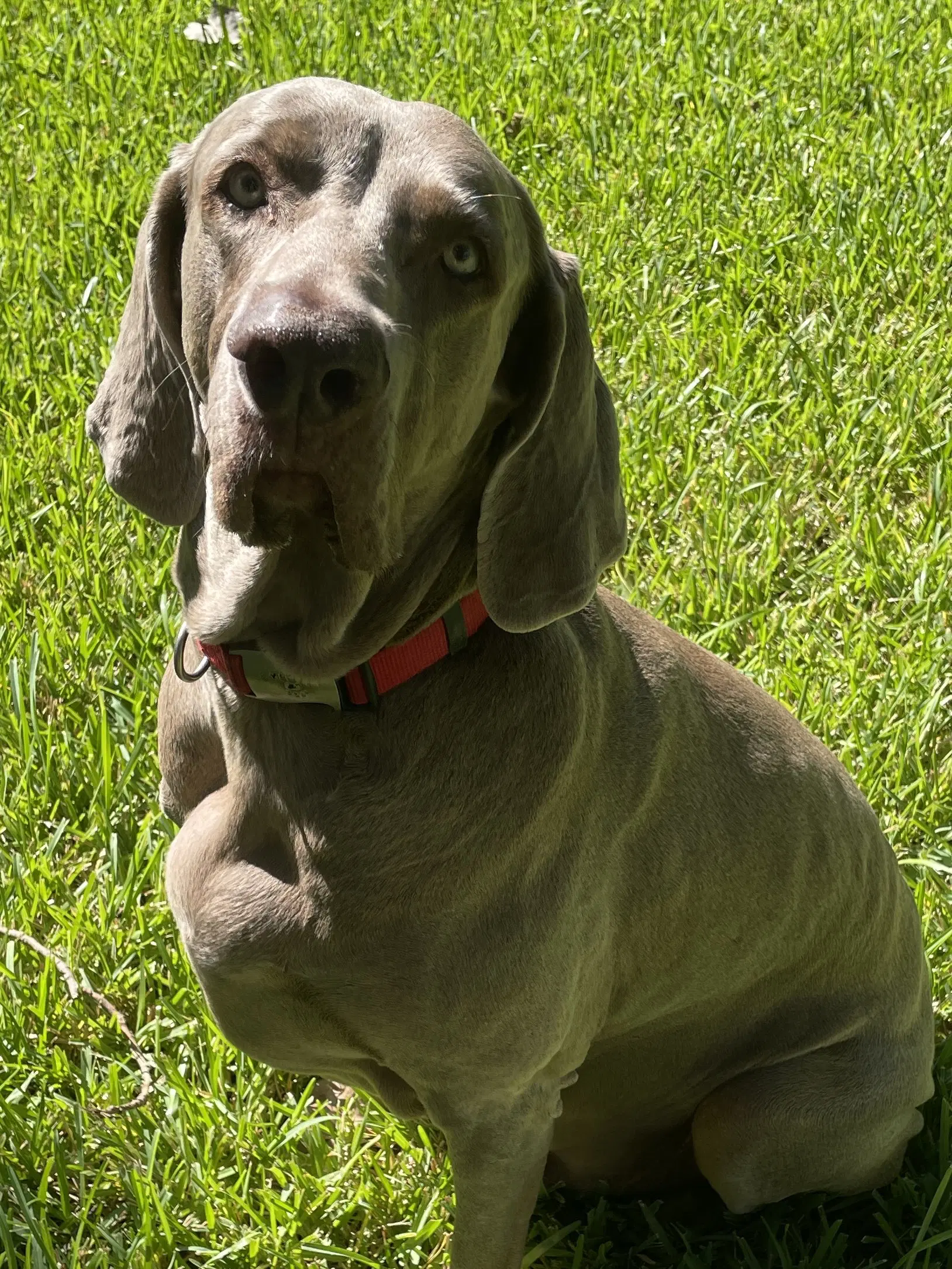 Boomer - Weimaraner