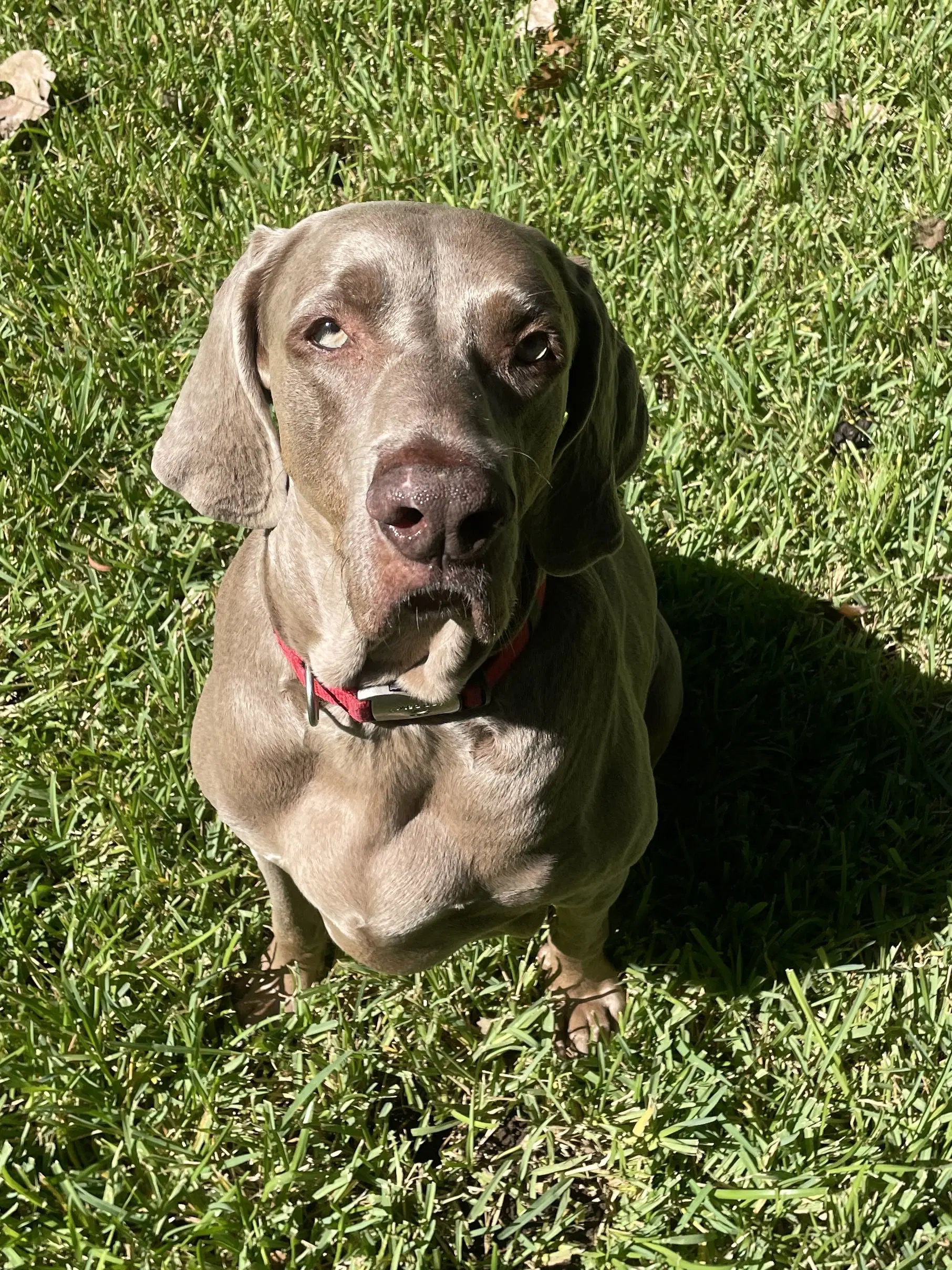 Boomer image 2