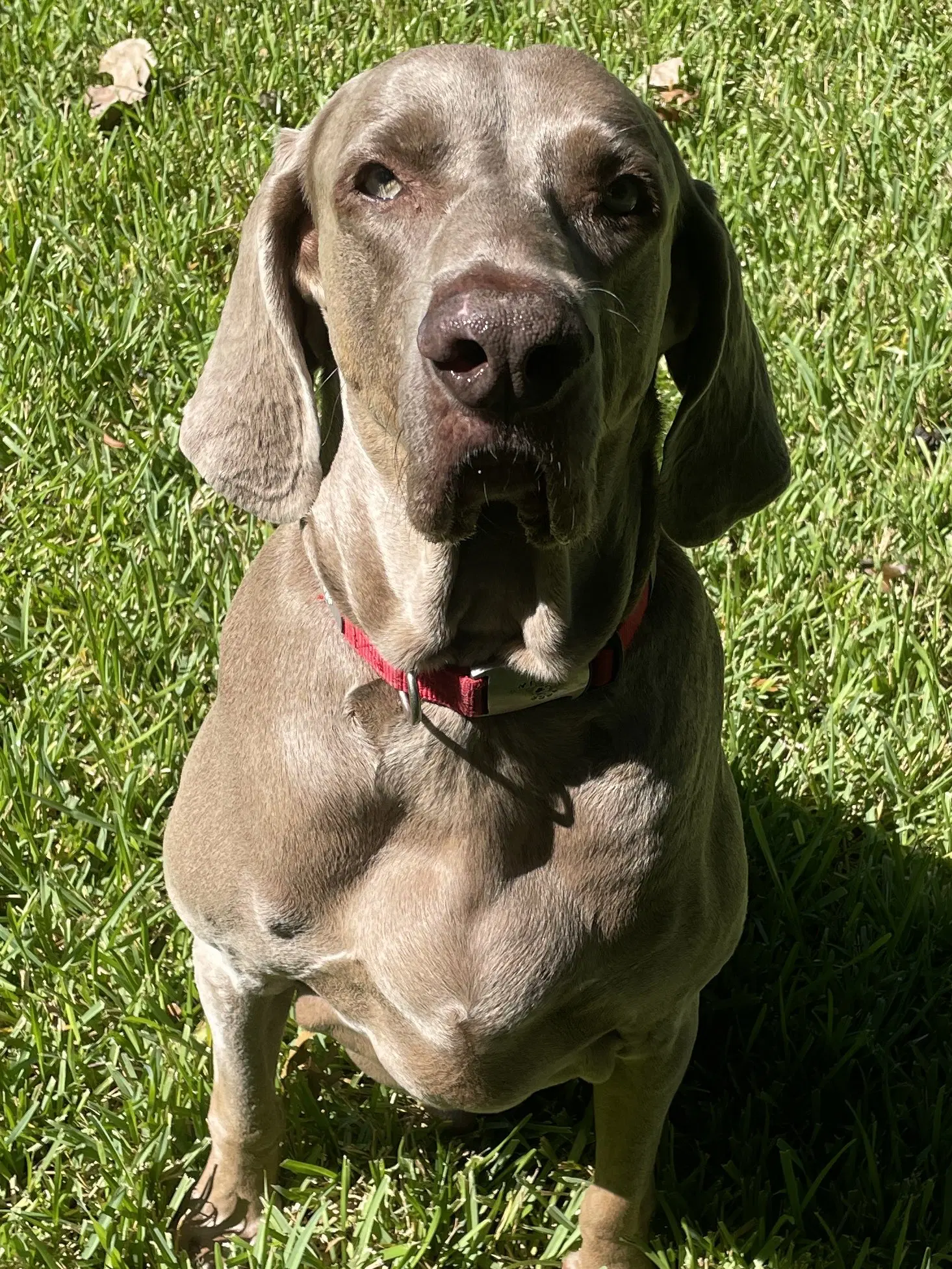 Boomer image 3