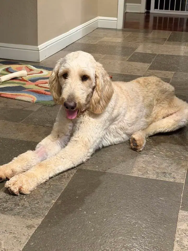 Trevor - Goldendoodle