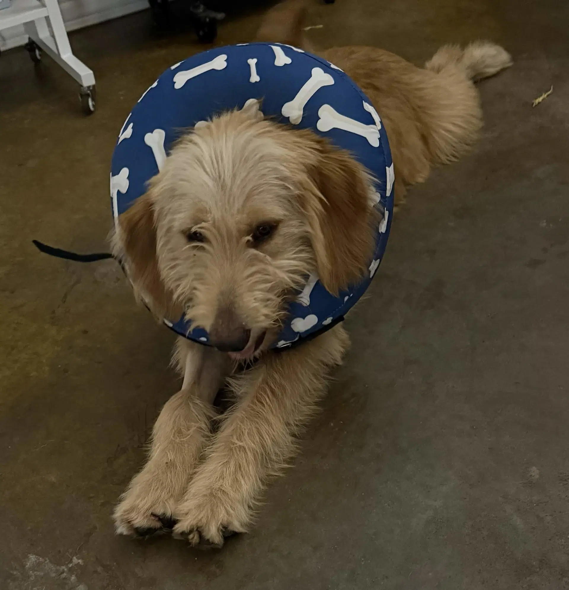 Bernie - Goldendoodle