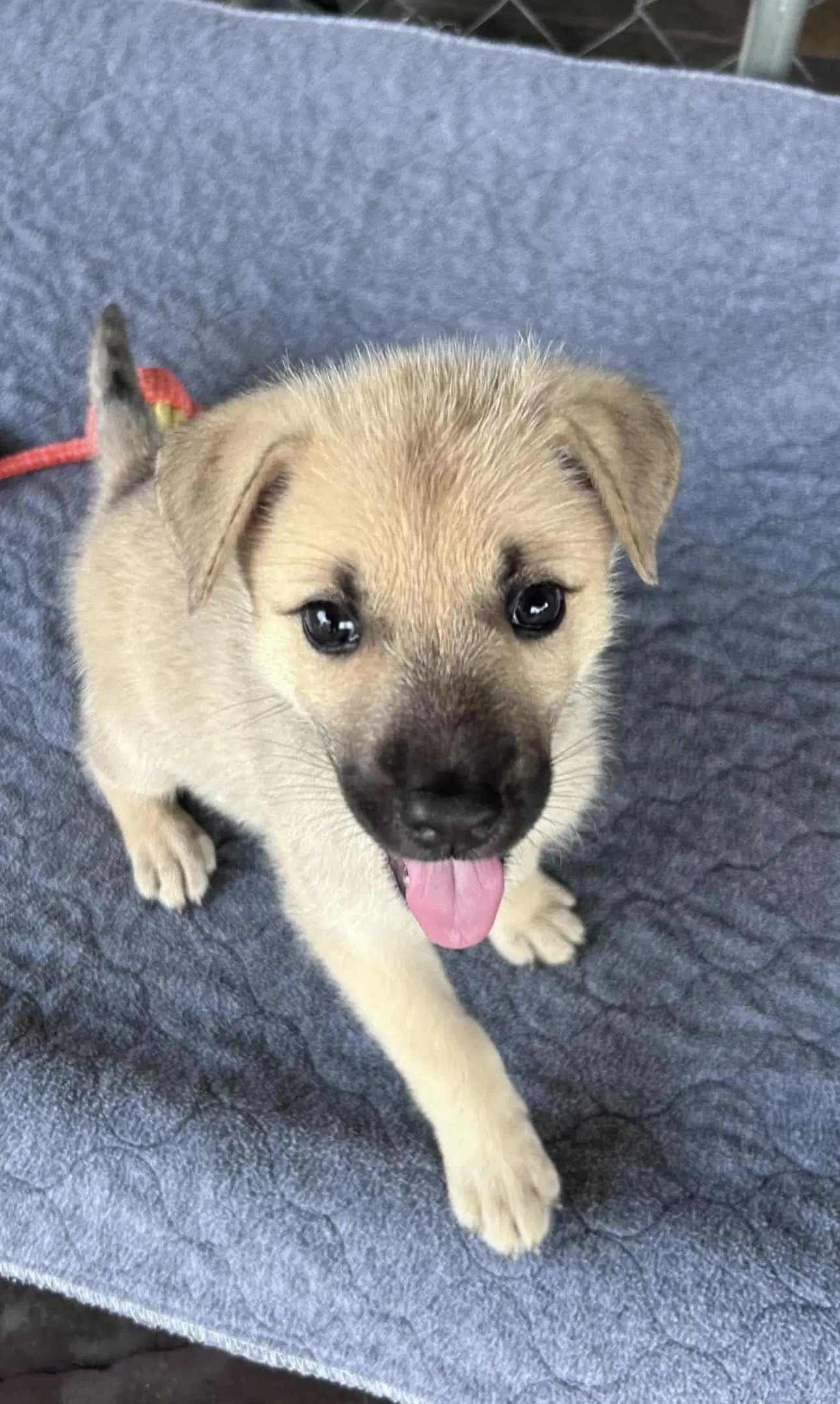 Sasha - German Shepherd Dog