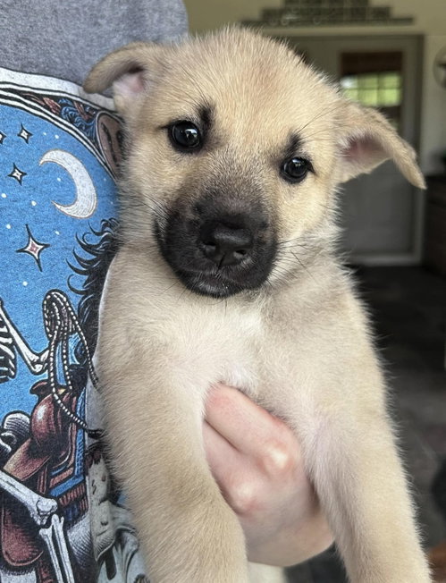 Photo 2 of *Sasha