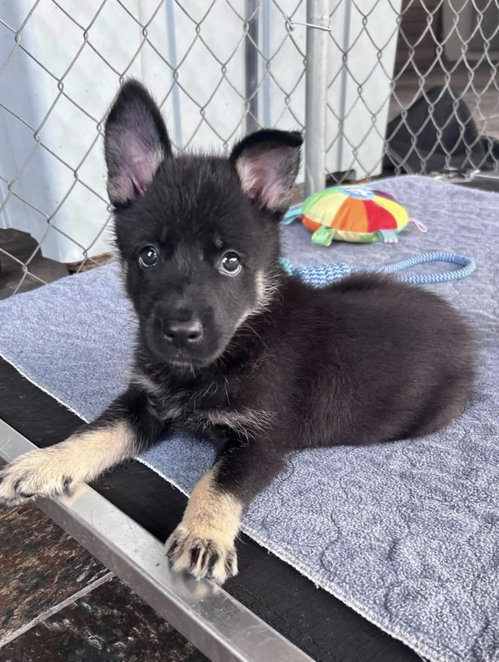 *Anya, a dog for adoption from Allie's Haven Animal Rescue