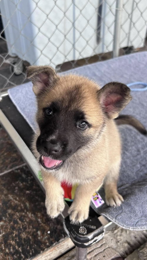 *Maxim, a dog for adoption from Allie's Haven Animal Rescue