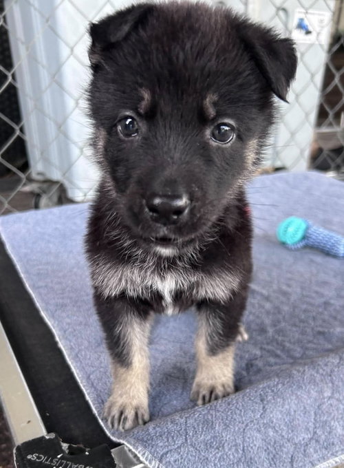 *Mila, a dog for adoption from Allie's Haven Animal Rescue