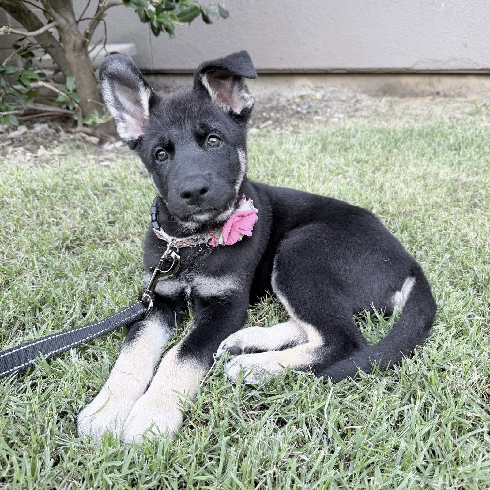 *Mila