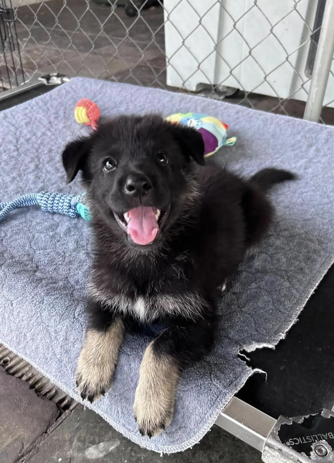 Katya - German Shepherd Dog