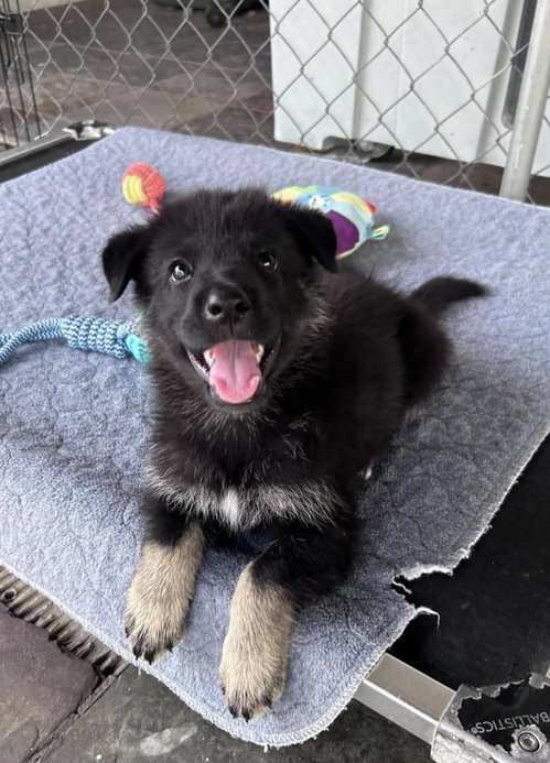 *Katya, a dog for adoption from Allie's Haven Animal Rescue