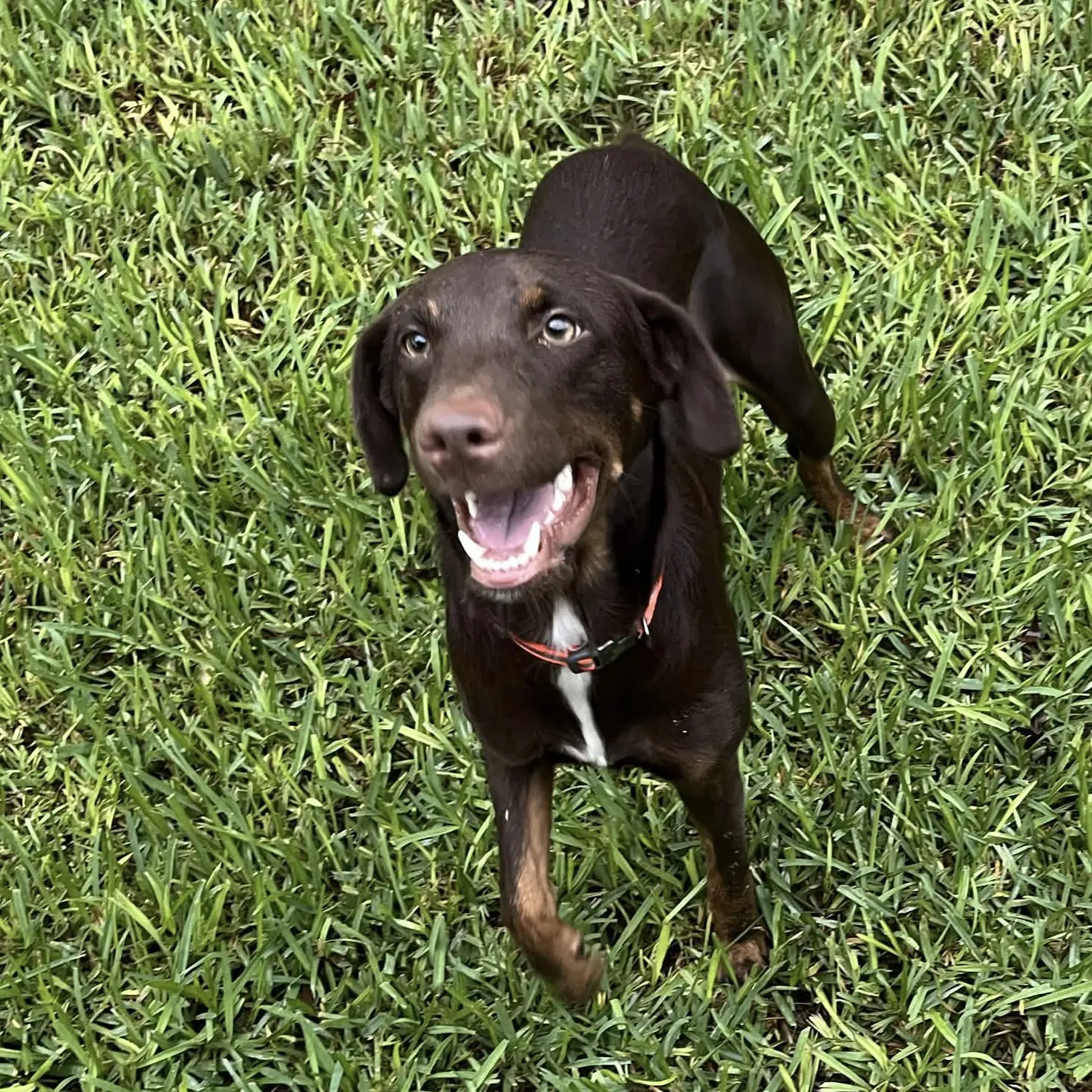 Enzo image 3
