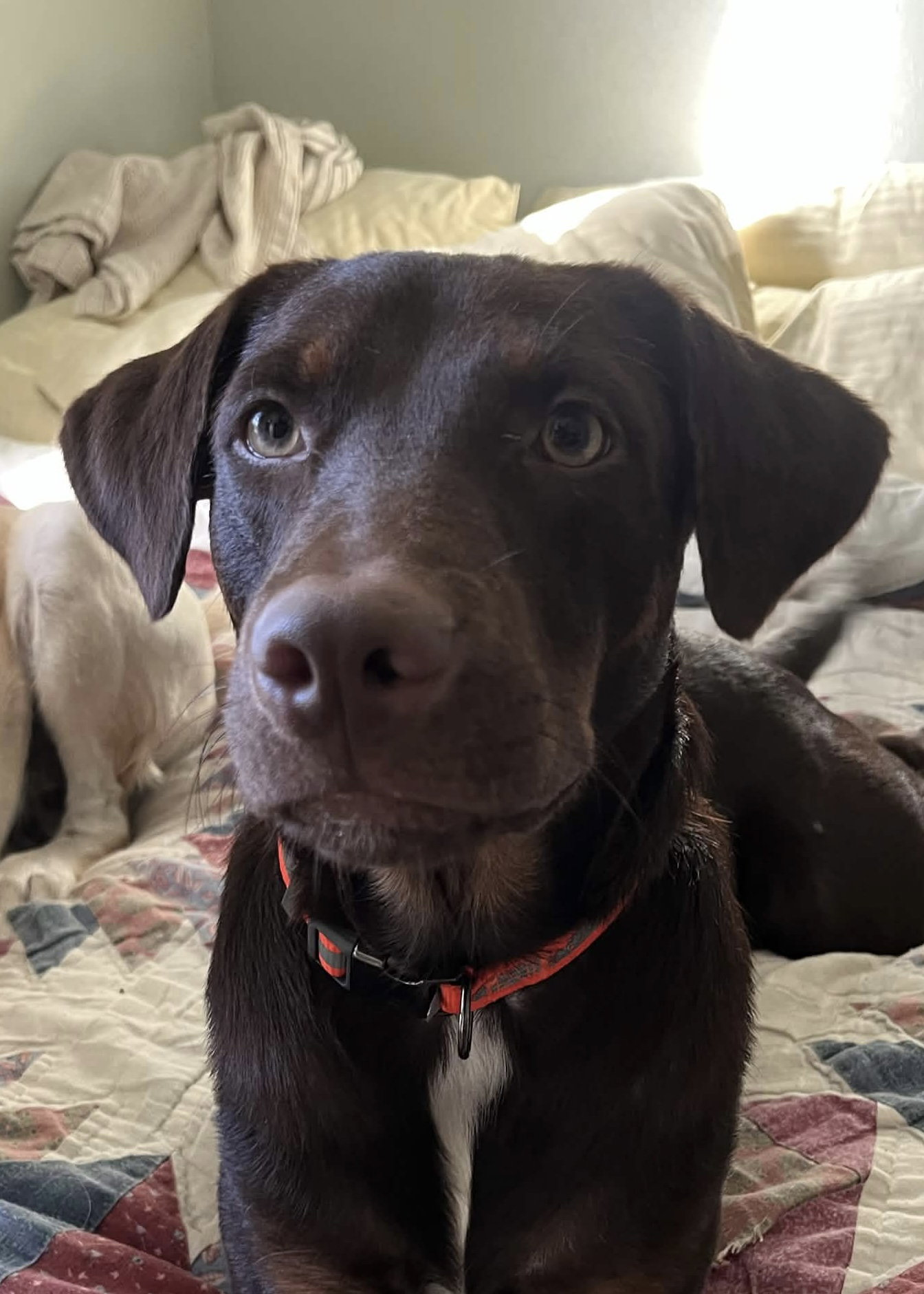 Enzo