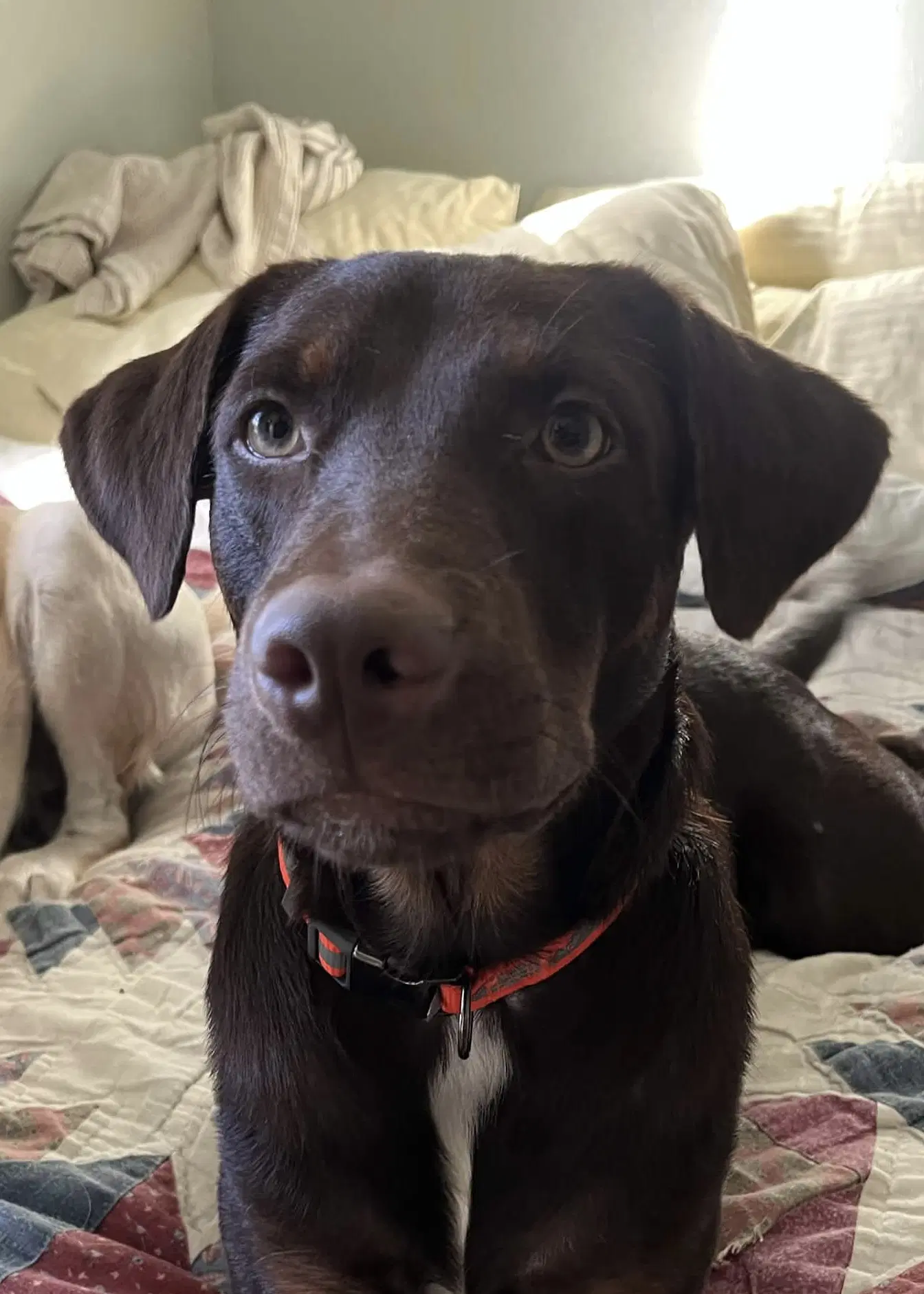 Enzo - Doberman Pinscher
