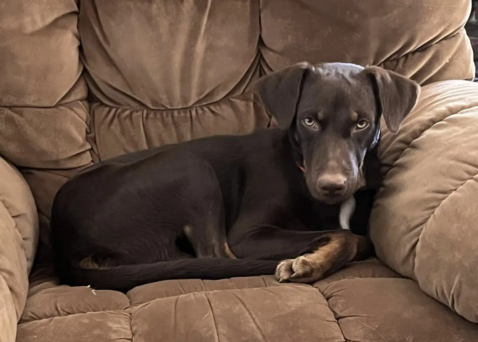 Enzo image 4