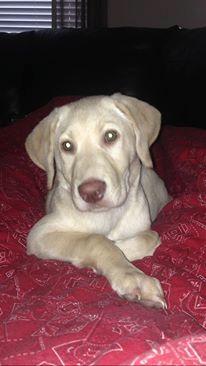Cooper