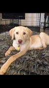 Cooper