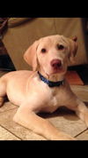 Cooper