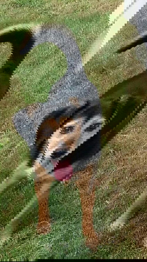 Chibby